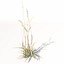 XfrogPlants Ryegrass