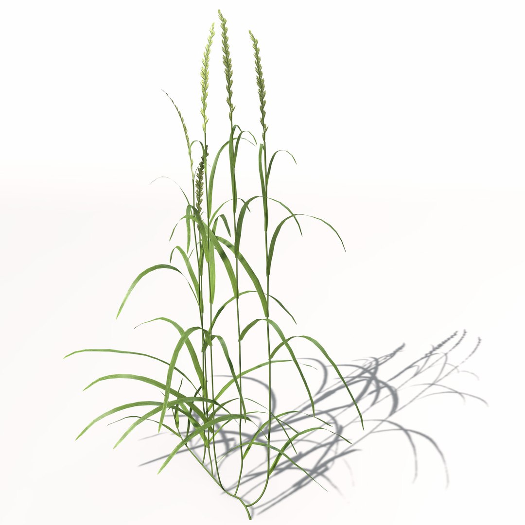 3d xfrogplants ryegrass grass plant https://p.turbosquid.com/ts-thumb/dR/Ba51QL/fy0LN5Ko/ag12ryegrass4/jpg/1462489835/1920x1080/fit_q87/08d192b6651f4dba847d4a8b0fc911f334358870/ag12ryegrass4.jpg