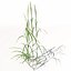 XfrogPlants Ryegrass