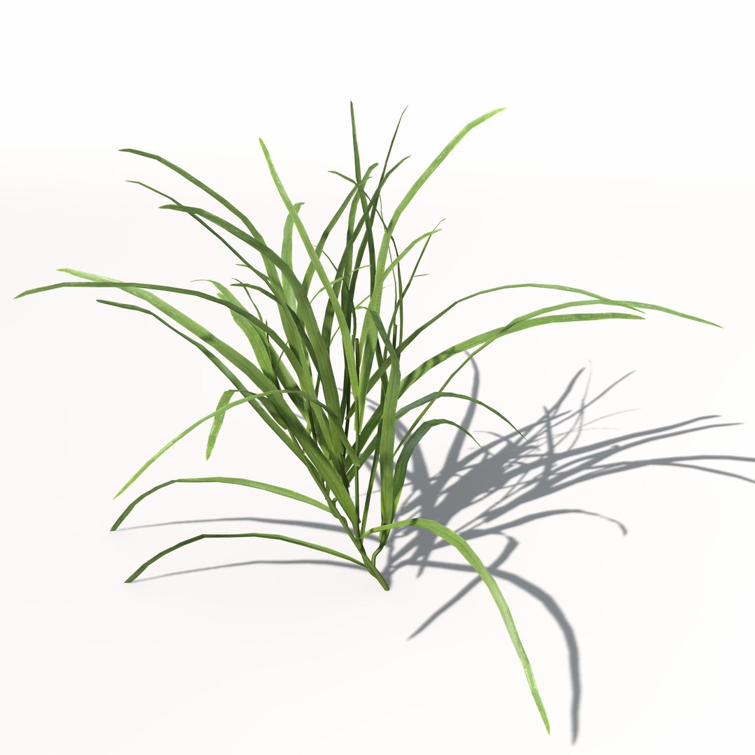3d xfrogplants ryegrass grass plant https://p.turbosquid.com/ts-thumb/dR/Ba51QL/pDfA8mS3/ag12ryegrass2/jpg/1462489835/1920x1080/fit_q87/2a5b8dadb0e88bf6f2c382e7dbe6ee7880dfbaa5/ag12ryegrass2.jpg