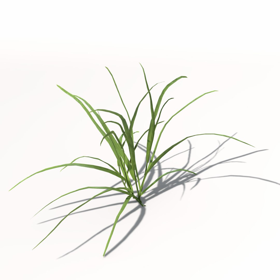 3d xfrogplants ryegrass grass plant https://p.turbosquid.com/ts-thumb/dR/Ba51QL/xSe65qfW/ag12ryegrass1/jpg/1462489835/1920x1080/fit_q87/53563e1f0a403d5de4d70a50b200fa92230907d2/ag12ryegrass1.jpg