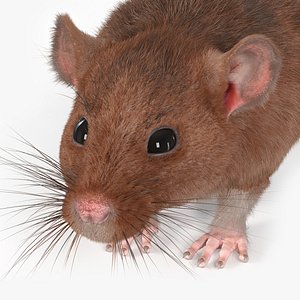 Common Rat Rigged Fur 3D model