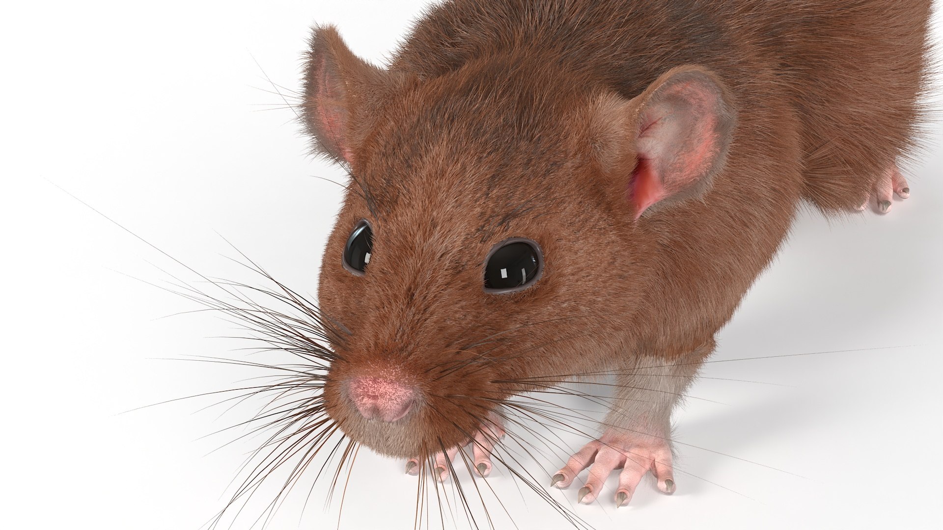 Common Rat Rigged Fur 3D model preview