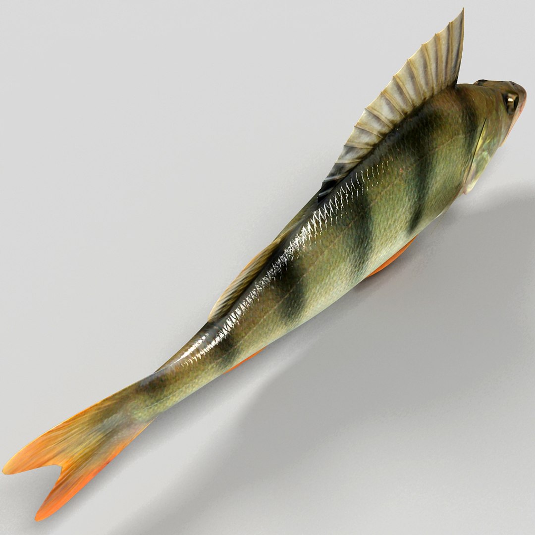 Perch Fish 3d Model Perch Fish 3d Model