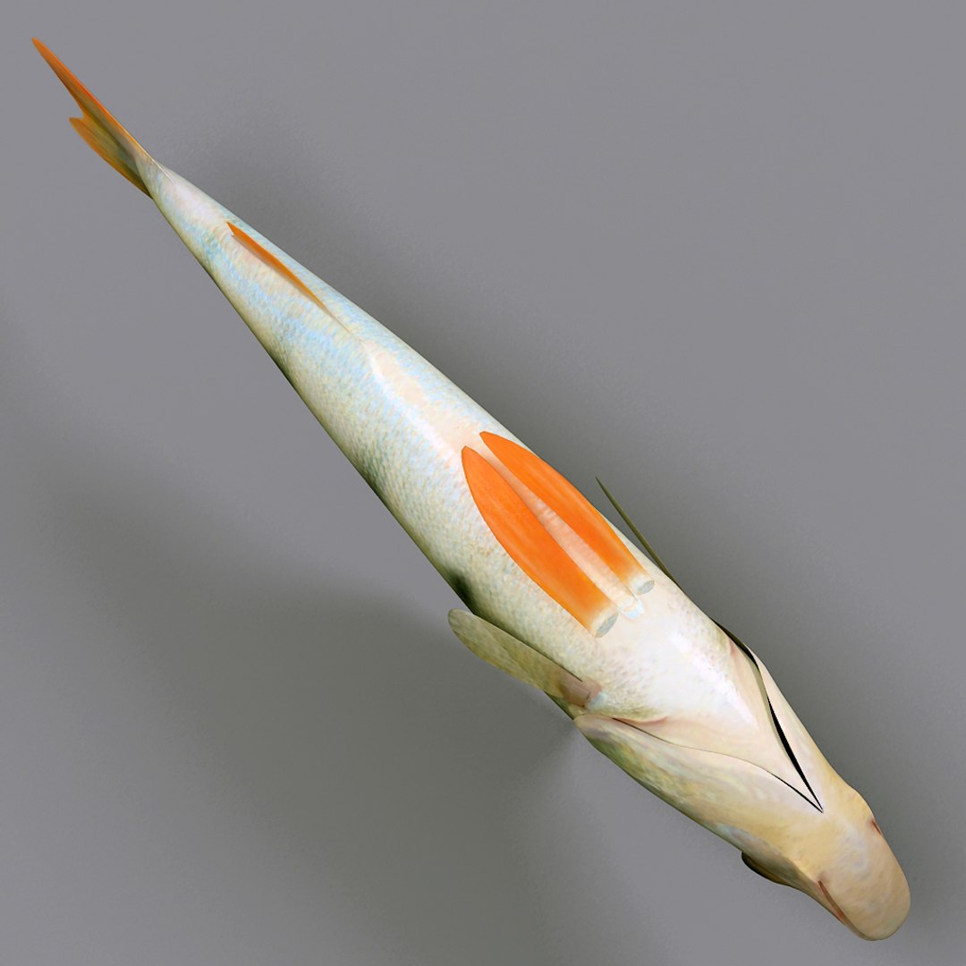 Perch Fish 3d Model