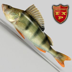 Perch fish