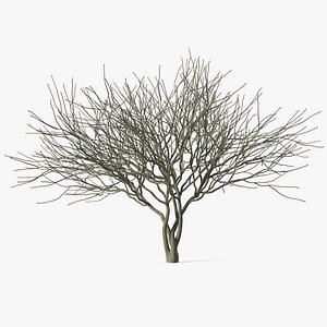 3D Plum Tree Bark