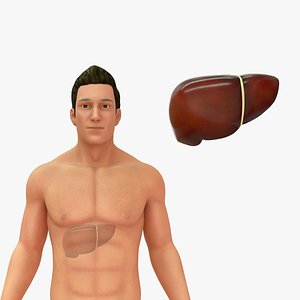Human Natural Body With Liver 3D model