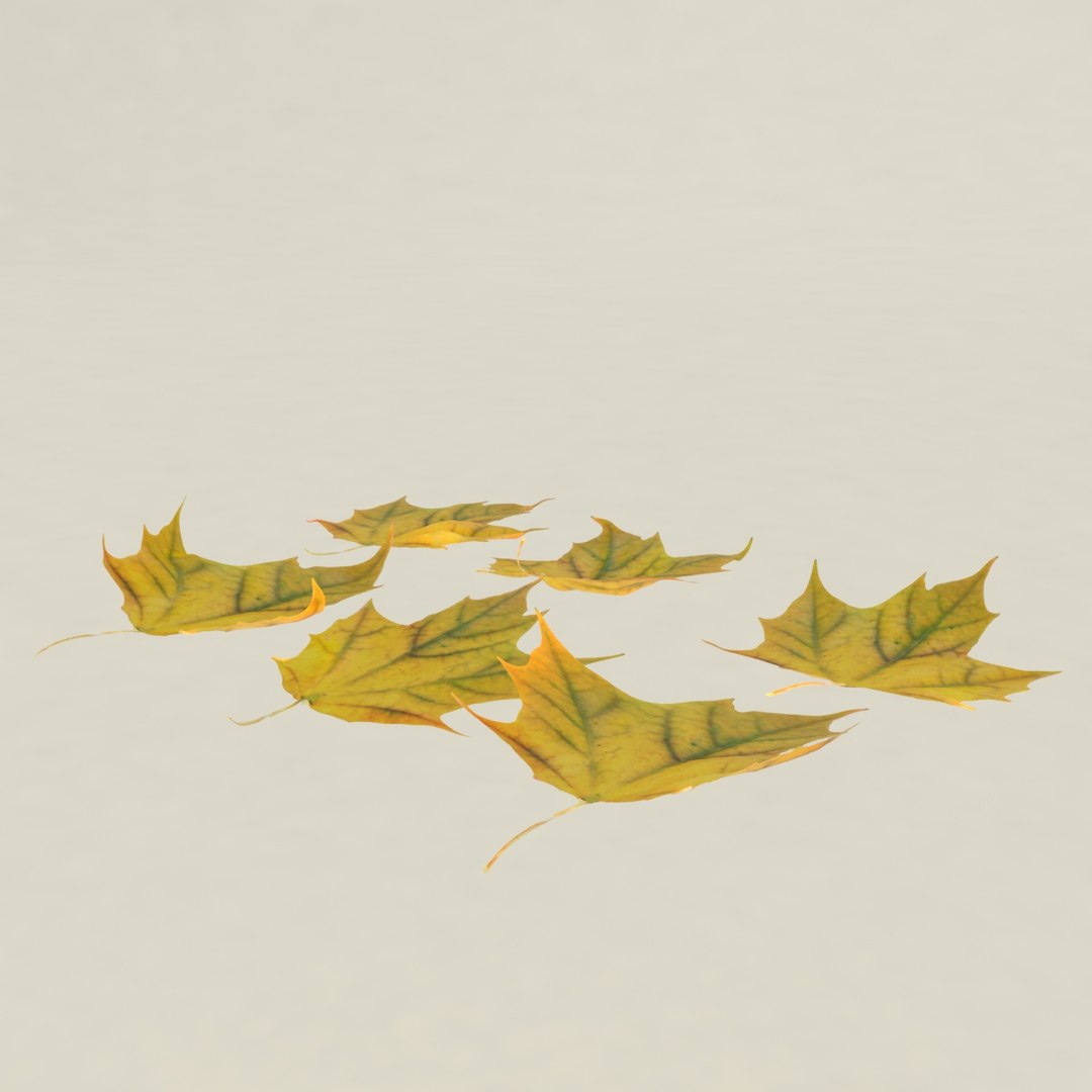 3D autumn leaf maple leaves model https://p.turbosquid.com/ts-thumb/dR/SHSTio/8SHB2Dyh/2/jpg/1571997035/1920x1080/fit_q87/14b7ab43572af8e9c1316efc622583b4ed12166b/2.jpg