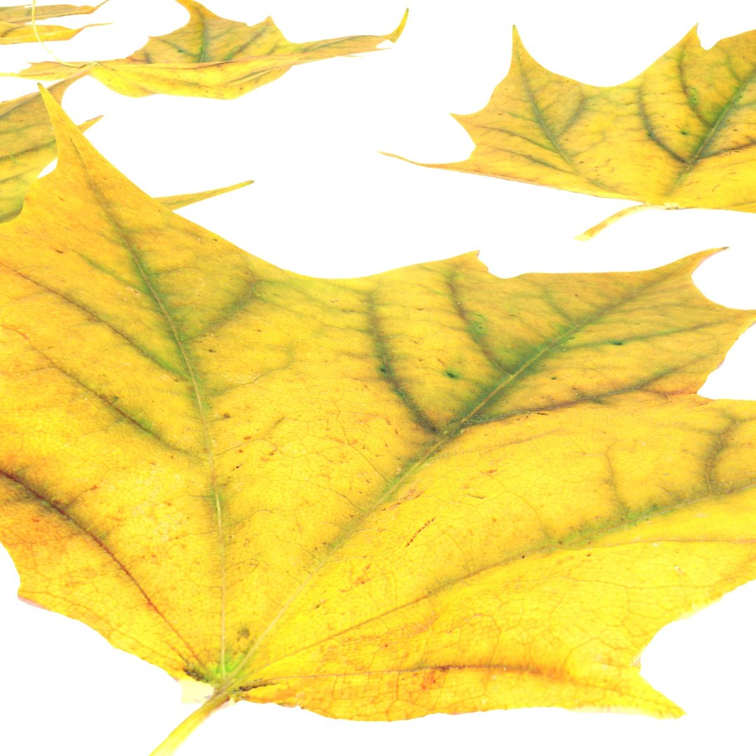 3D autumn leaf maple leaves model https://p.turbosquid.com/ts-thumb/dR/SHSTio/O6wUW89x/3/jpg/1571998416/1920x1080/fit_q87/5633219edf70b891012f9b5512729cbd08e9918c/3.jpg