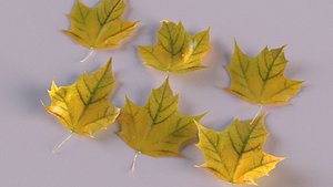 Autumn maple decor leaf