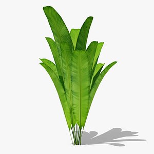 3D Banana Plant Leaves
