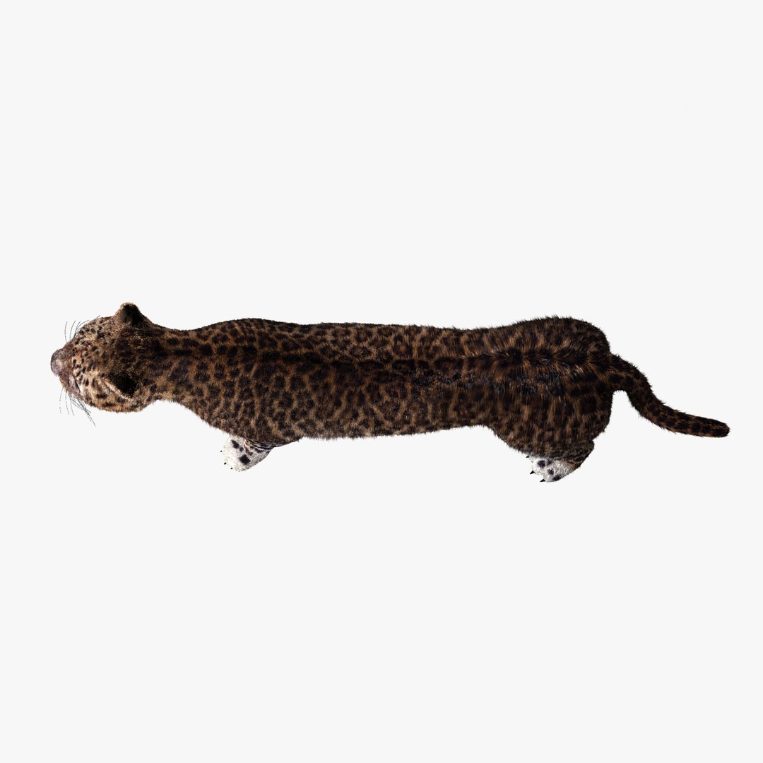 3d model leopard animation https://p.turbosquid.com/ts-thumb/dR/bC1Qym/7wJNvBtN/06/jpg/1320945625/1920x1080/fit_q87/aedb32edcc11ac2e4aeee0b0e6d13b9d0f6c3fd5/06.jpg