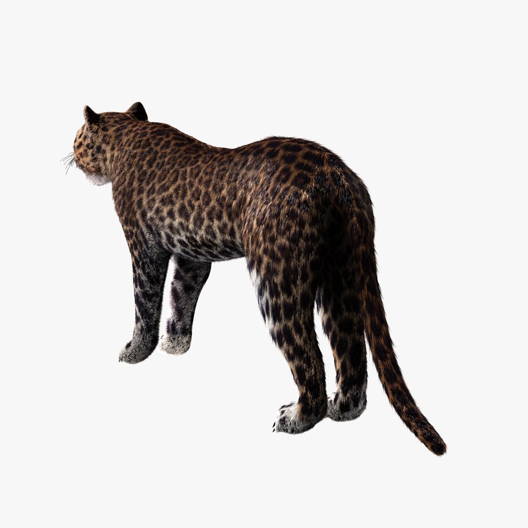 3d model leopard animation https://p.turbosquid.com/ts-thumb/dR/bC1Qym/HMP9uR8s/03/jpg/1320945625/1920x1080/fit_q87/b7d6e6eec26317cf2a078d602603d2809759110e/03.jpg
