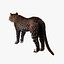 Leopard(1)