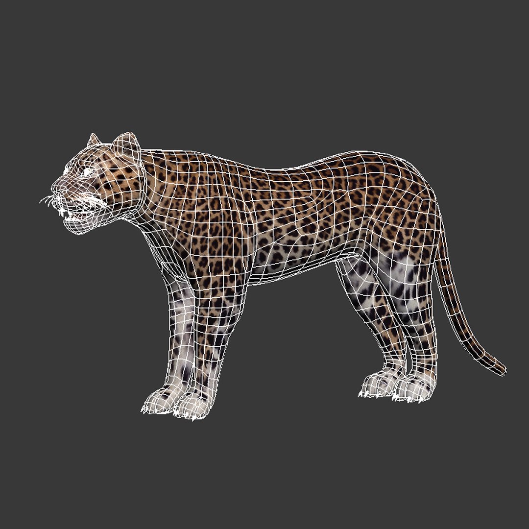 3d model leopard animation https://p.turbosquid.com/ts-thumb/dR/bC1Qym/IdPCojrW/12/jpg/1320946328/1920x1080/fit_q87/83649aa652cb9d0efb415ce4e2b6b7a3bf88fcf7/12.jpg