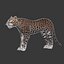 Leopard(1)