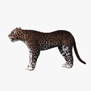 Leopard(1)