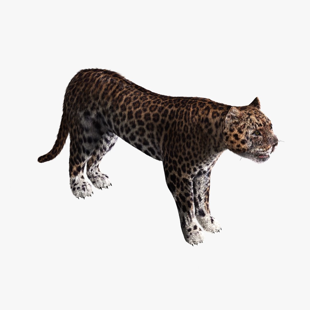 3d model leopard animation https://p.turbosquid.com/ts-thumb/dR/bC1Qym/TGR5jdeF/05/jpg/1320945625/1920x1080/fit_q87/398e033b95af35d4b6c1feb0cda2f5c942e4b4ac/05.jpg