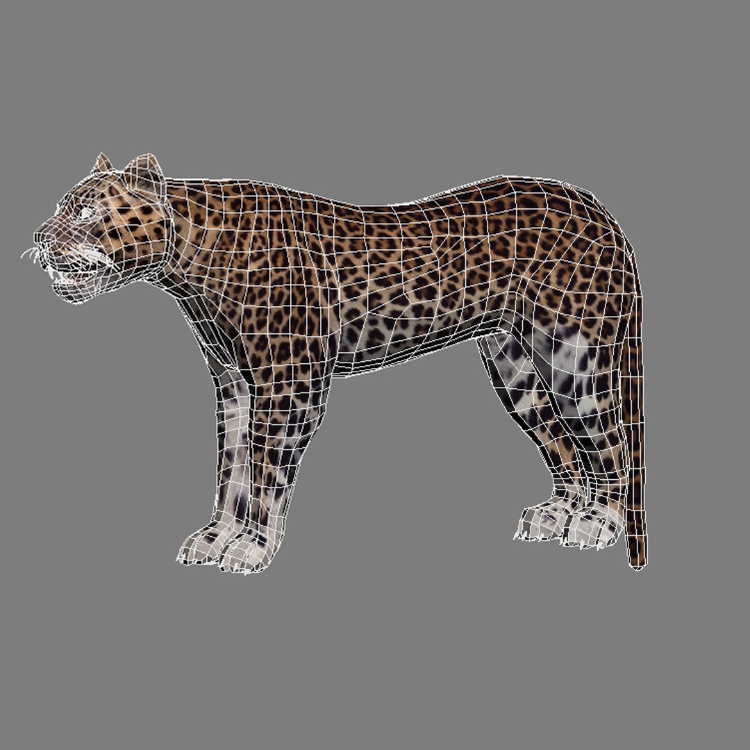 3d model leopard animation https://p.turbosquid.com/ts-thumb/dR/bC1Qym/UH8NuXQy/08/jpg/1320946328/1920x1080/fit_q87/524de484476e07a5ad169ceb18b5e2bc4d37b061/08.jpg