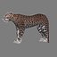 Leopard(1)