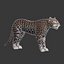 Leopard(1)