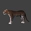 Leopard(1)
