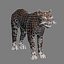 Leopard(1)