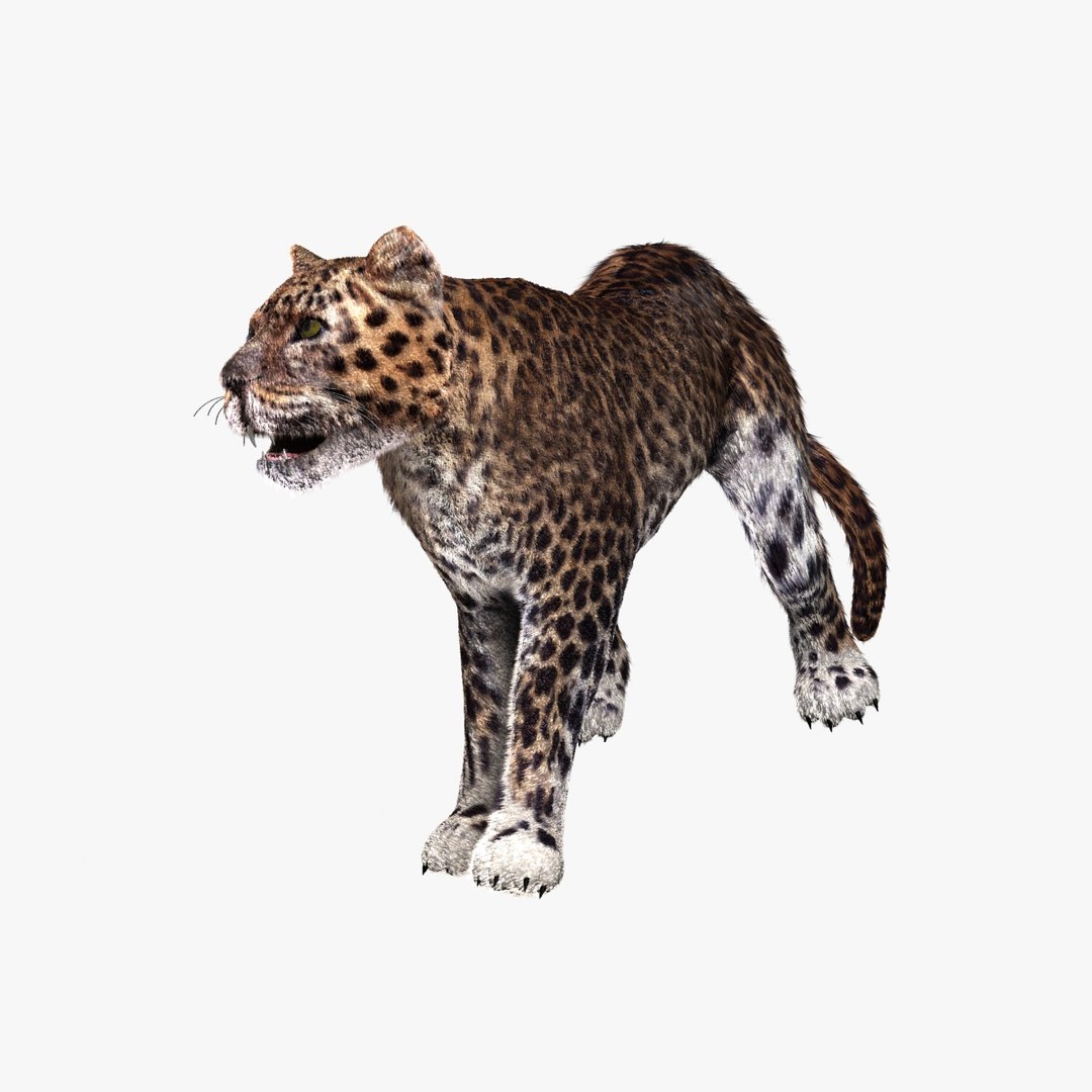 3d model leopard animation https://p.turbosquid.com/ts-thumb/dR/bC1Qym/uTHC2XYV/02/jpg/1320945625/1920x1080/fit_q87/caf7bd7b0acf90e2763fd9edb31ecbff24503961/02.jpg