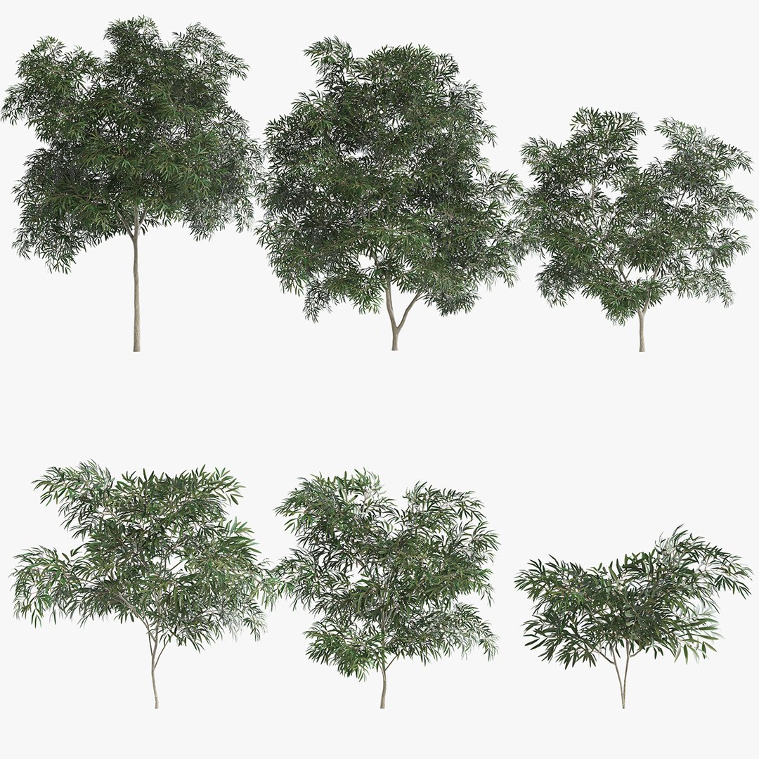3D 6 Olive Trees - TurboSquid 1976787
