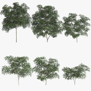 3D 6 Olive Trees