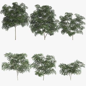 6 Olive Trees