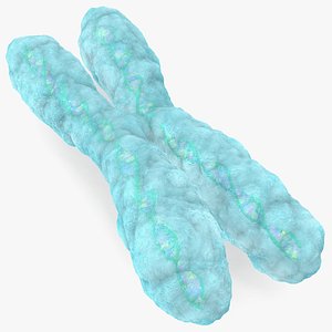 Human X Chromosome