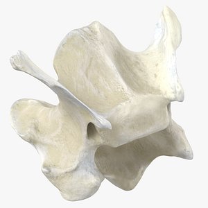 Domestic Cat Cervical Vertebrae C3