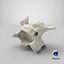 Domestic Cat Cervical Vertebrae C3