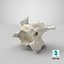 Domestic Cat Cervical Vertebrae C3
