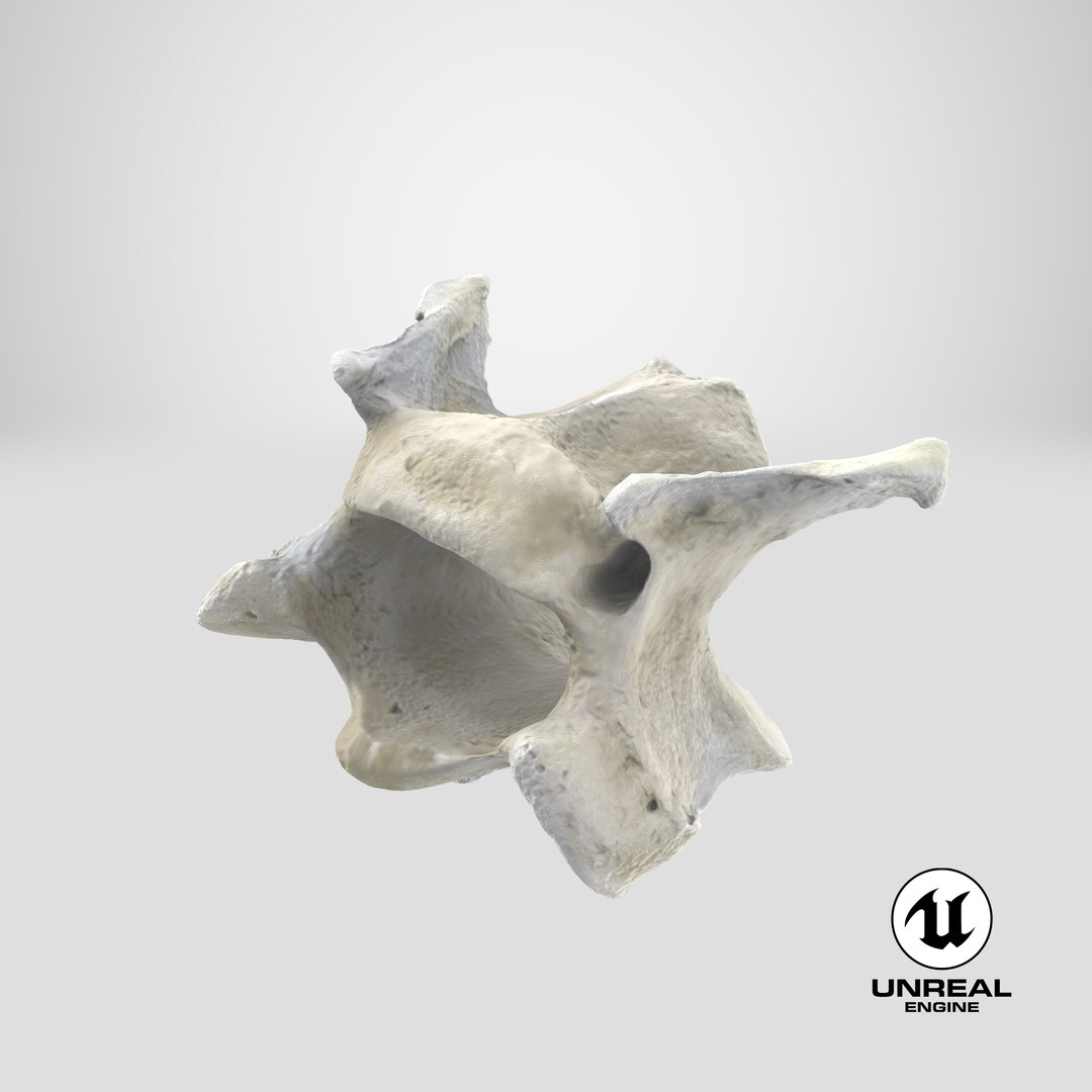 3D model Domestic Cat Cervical Vertebrae C3 https://p.turbosquid.com/ts-thumb/dR/oLNjg1/mU/stemcell_unreal_render/png/1660370166/1920x1080/fit_q87/79900c4f9fa524e07763057a3aca20ced9f85c5c/stemcell_unreal_render.jpg