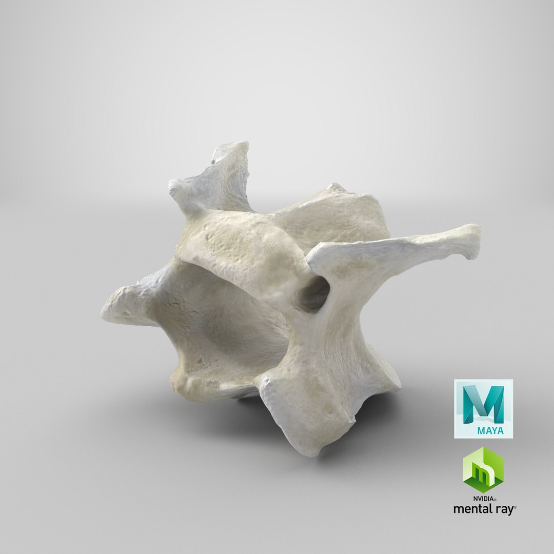 3D model Domestic Cat Cervical Vertebrae C3 https://p.turbosquid.com/ts-thumb/dR/oLNjg1/nR/stemcell_maya_mental_ray_render/png/1660370176/1920x1080/fit_q87/f12cb52f4249eb49b4d9dc37f511e0fbd0c58106/stemcell_maya_mental_ray_render.jpg