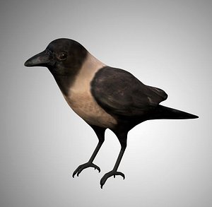 crow city rigged 3D model