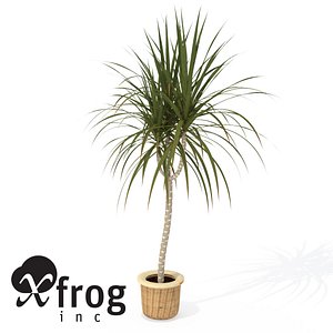 XfrogPlants Red-Edge Dracaena