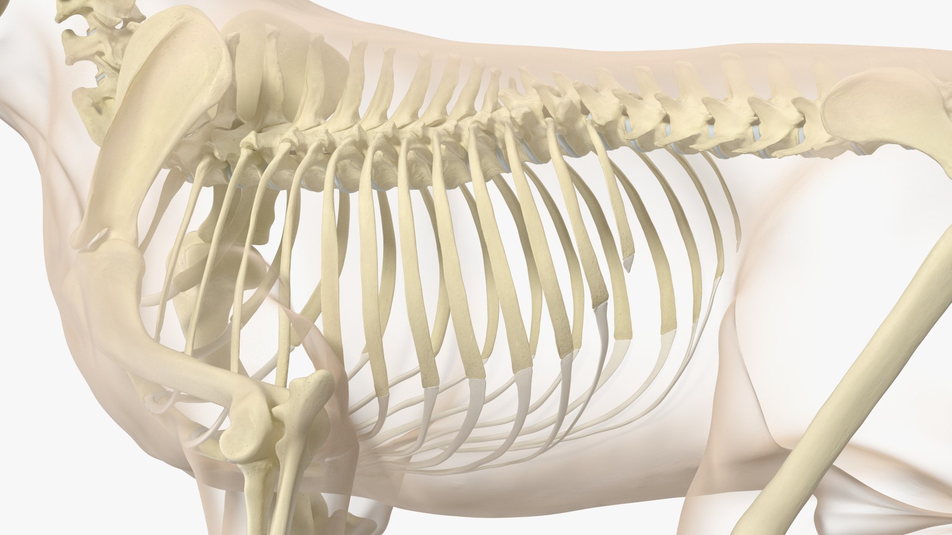 Dog Skeletal Anatomy With Translucent Shell Walking Pose Model ...