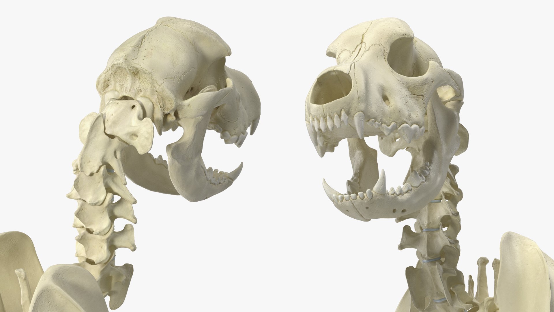 Dog Skeletal Anatomy With Translucent Shell Walking Pose Model ...