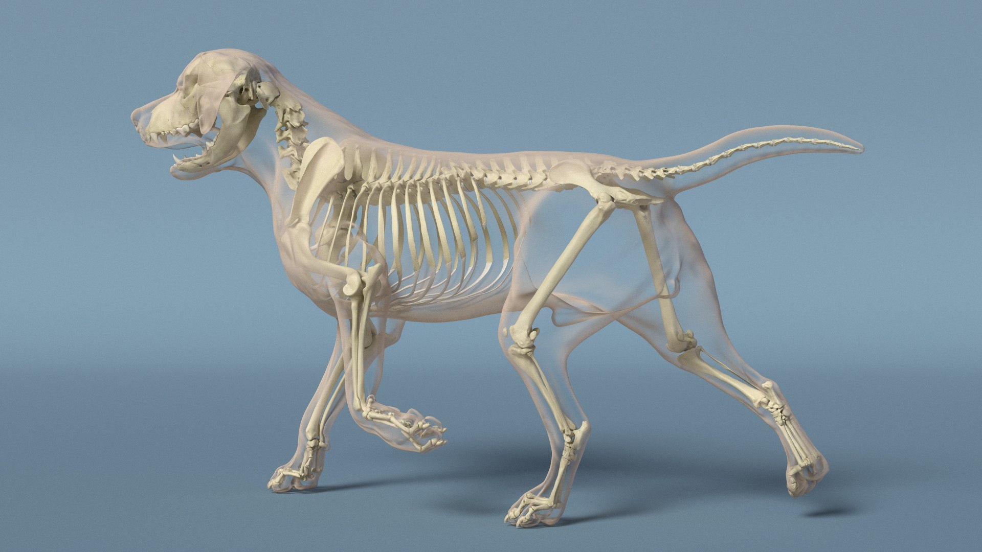 Dog Skeletal Anatomy With Translucent Shell Walking Pose Model ...