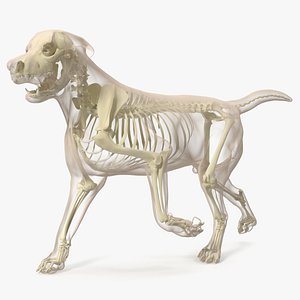 Dog Skeletal Anatomy with Translucent Shell Walking Pose model