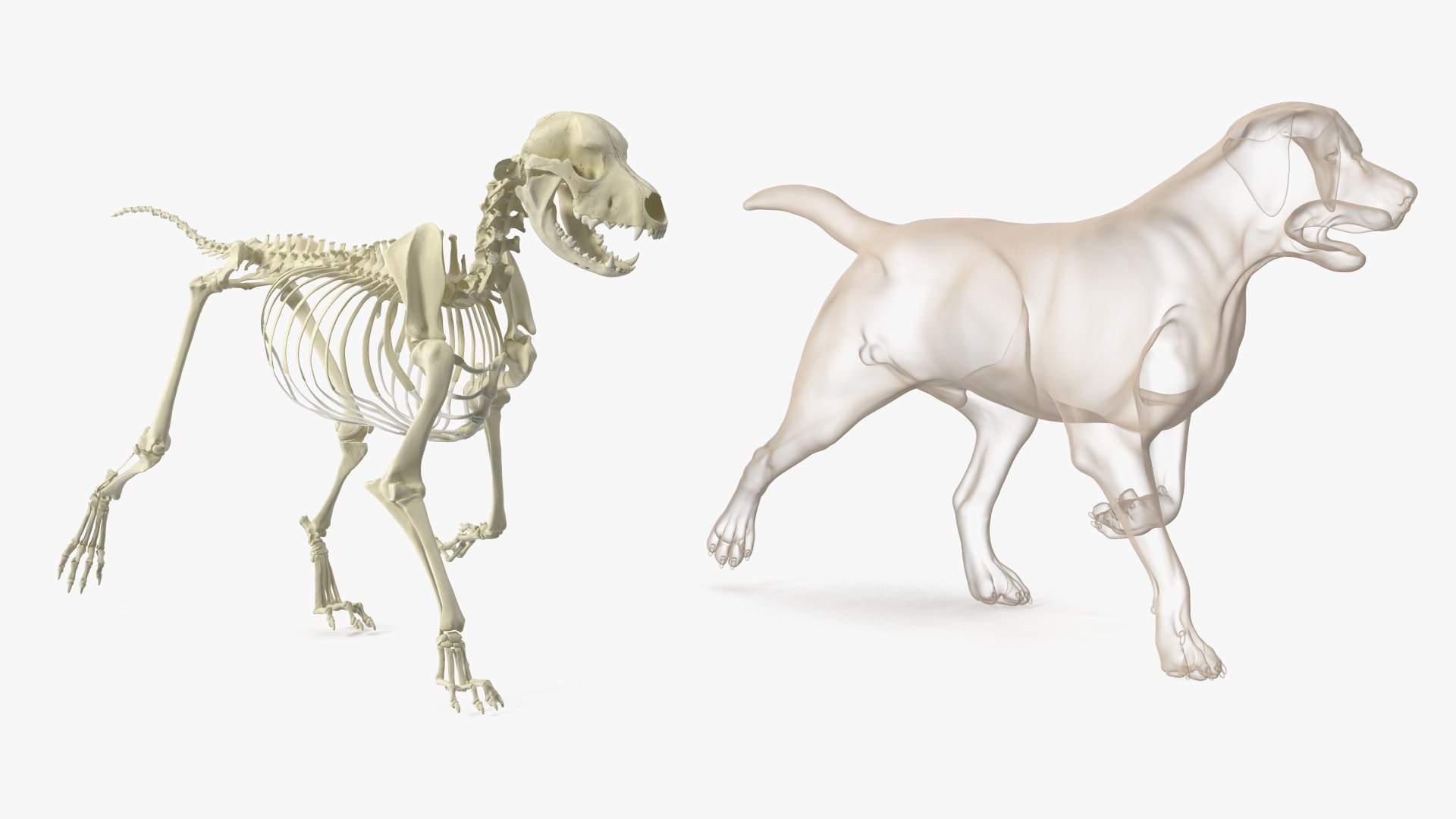 Dog Skeletal Anatomy With Translucent Shell Walking Pose Model ...