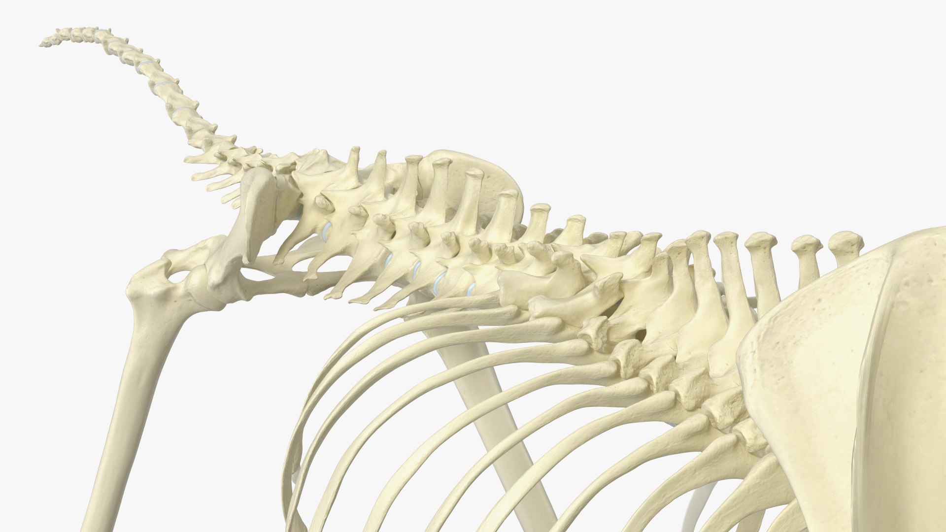 Dog Skeletal Anatomy With Translucent Shell Walking Pose Model ...