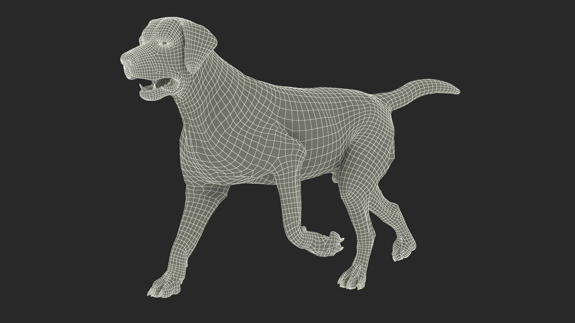 Dog Skeletal Anatomy With Translucent Shell Walking Pose Model ...