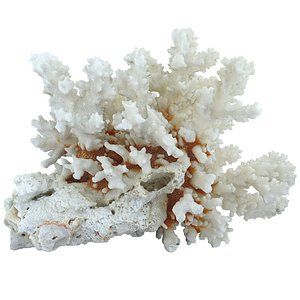 Coral sea model