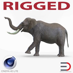 Elephant Rigged for Cinema 4D 3D Model