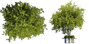 3D Collection plant vol 497 - Urban environment - tree - Acer  - blender model model